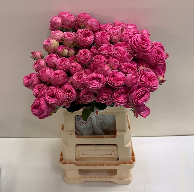 Rosa tros giselle SB.jpg